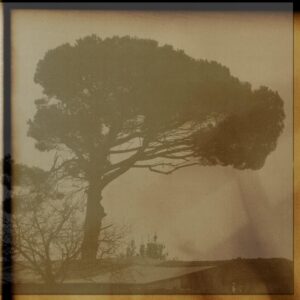 galerie arbres