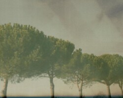 galerie arbres