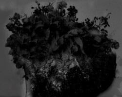 galerie bouquets