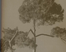 galerie arbres